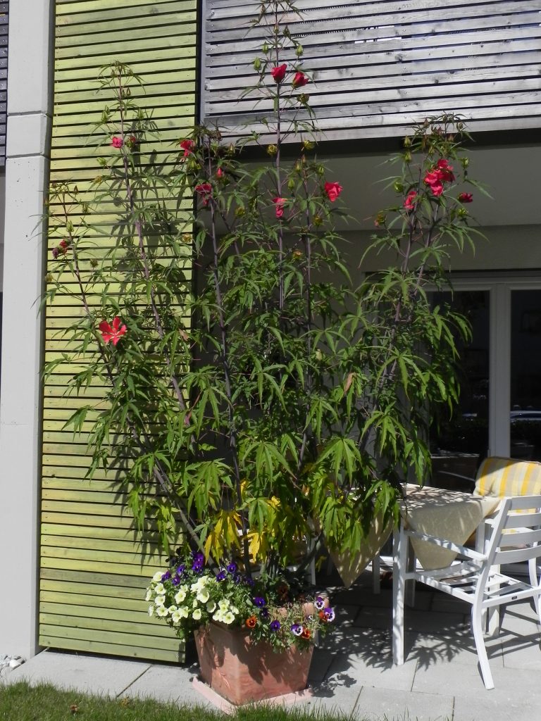 Hibiscus Coccineus- Scharlach-Hibiscus