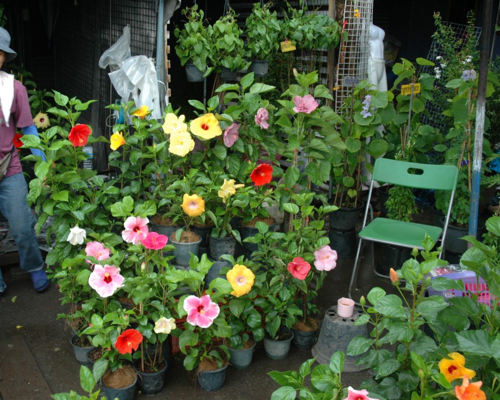 Hibiskus-Straßenverkauf