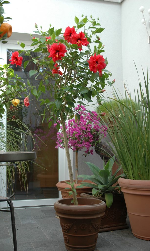 Hibiscus rosa sinensis- Chinesischer Roseneibisch- Stämmchen - Bunga Raya