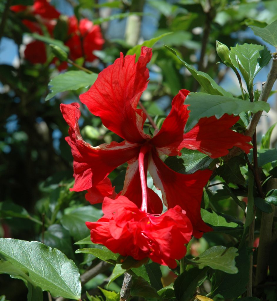 Hibiscus schizopetalus "Pagoda" - Korallen-Eibisch, Korallen-Hibiskus