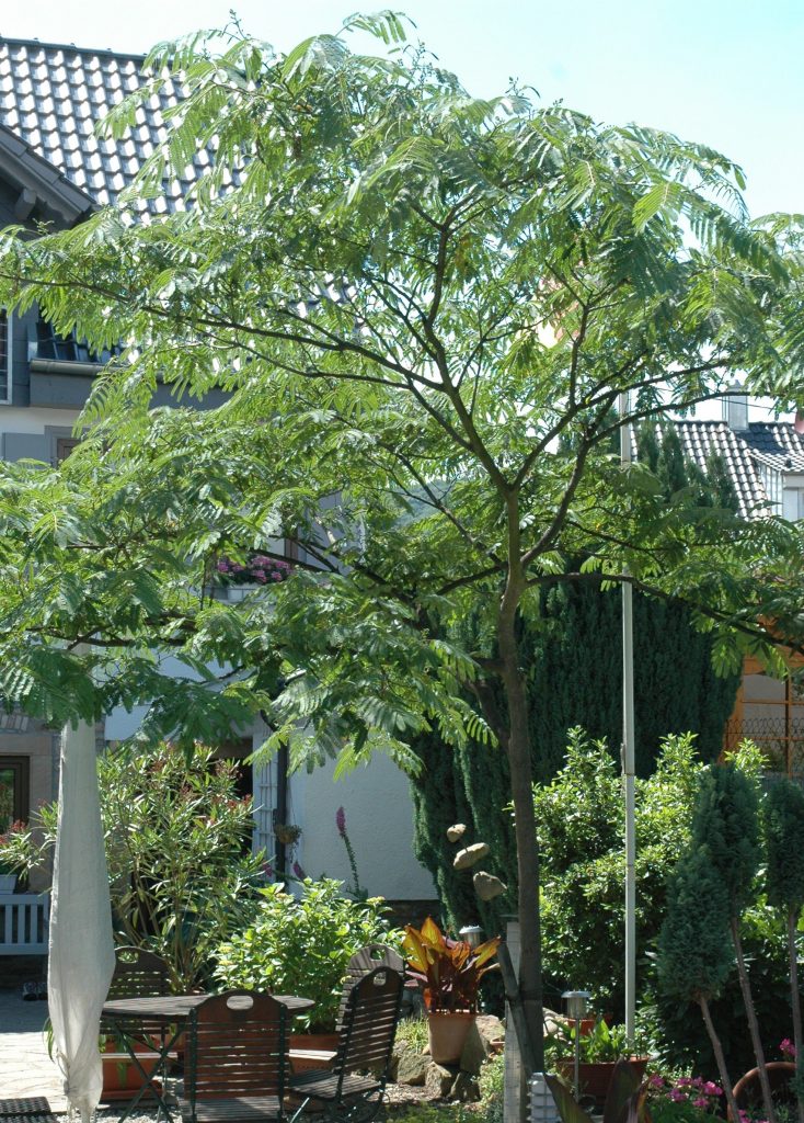 Sitzplatz unter der Albizie