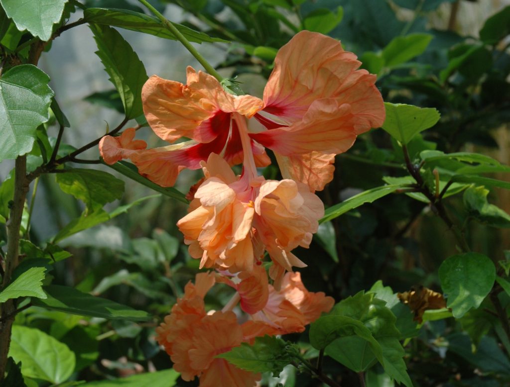 Hibiscus schizopetalus "El Capitolio" - Korallen-Eibisch, Korallen-Hibiskus